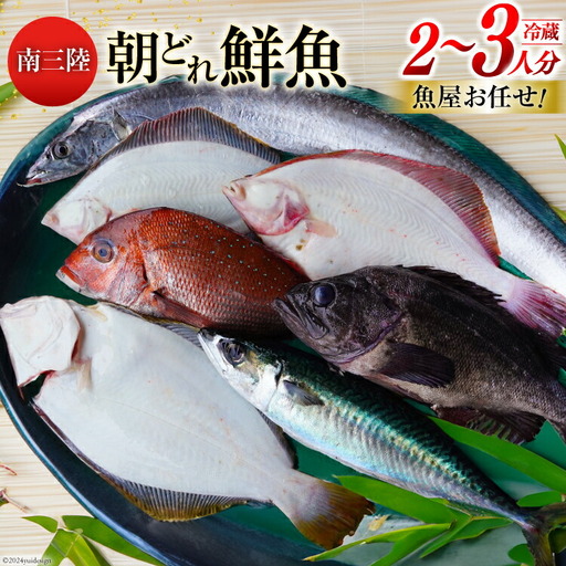 鮮魚 詰め合わせ 朝どれ鮮魚BOX 2〜3人前 下処理済み