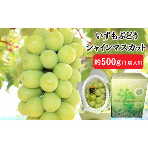 [2026年8月中旬以降発送]いずもぶどう シャインマスカット(500g見当) 先行 美味しい フルーツ 果物 出雲市産