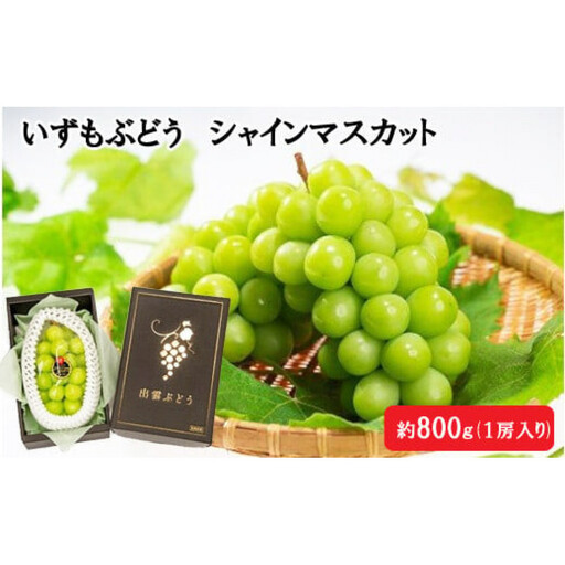 [2026年8月中旬以降発送]いずもぶどう シャインマスカット(800g見当) 美味しい フルーツ 甘い 果物 出雲市産