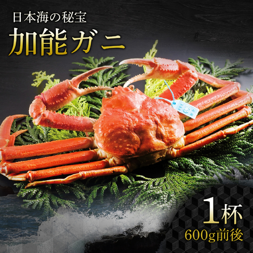 [先行予約]加能ガニ 1杯(600g前後) | かに
