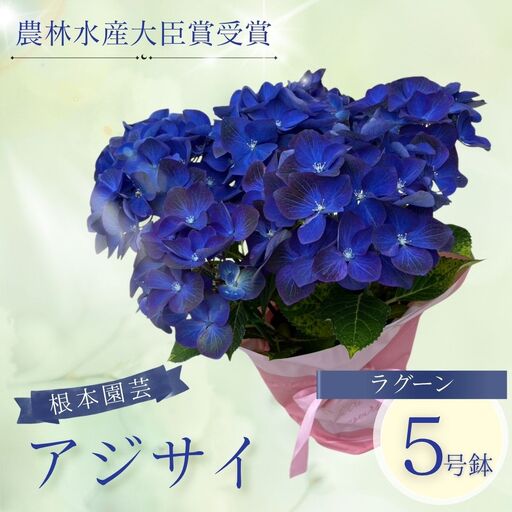 先行予約 アジサイ ラグーン(青系) 5号鉢 根本園芸 | アジサイ 農林水産大臣賞