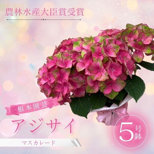 先行予約 アジサイ マスカレード(変色・緑から赤) 5号鉢 根本園芸 | アジサイ