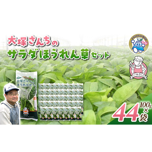 サラダほうれん草 44袋 野菜サラダセット 詰め合わせ ほうれんそう ホウレン草 新鮮 産地直送 大容量 業務用 まとめ買い 野菜セット ギフト 詰合せ 常備野菜