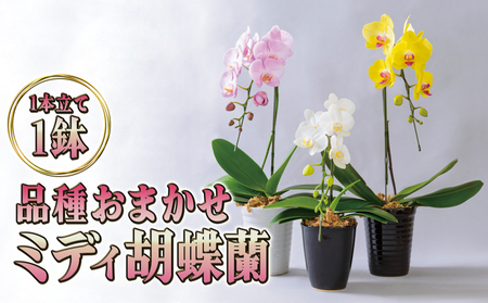 品種おまかせミディ胡蝶蘭1本立て1鉢 胡蝶蘭 花 ギフト プレゼント お祝い 贈り物 インテリア 植物