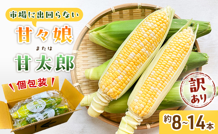 訳あり とうもろこし 先行予約 甘々娘 または 甘太郎 約8本〜14本 家庭用 テルもろこし 先端カット済 個包装 レンジ調理 レンチン 旬 冷蔵配送 静岡 浜松市 2026年6月下旬頃より順次発送 配送不可:離島