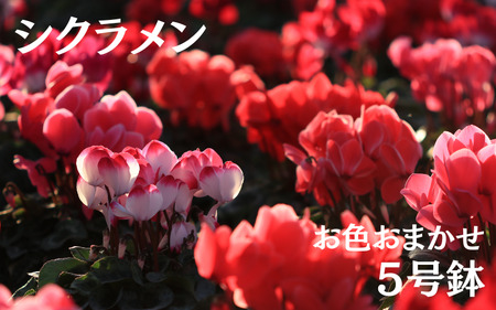 シクラメン (お色おまかせ) 5号鉢 ※11月上旬〜11月下旬頃発送[wakuyaengei003]