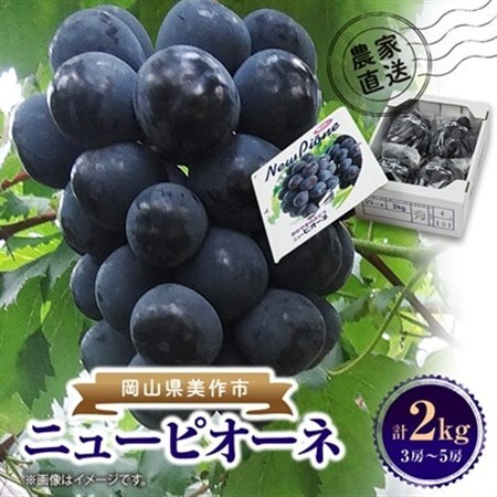 晴れの国　おかやまのニューピオーネ　2kg(3房～5房)_果物・フルーツ ぶどう・マスカット  ブドウ 葡萄 _【配送不可地域：離島】【1074126】