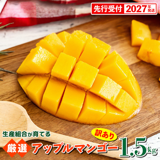 [先行受付][2027年発送]生産組合が育てるアップルマンゴー 訳あり品 約1.5kg - 先行予約 沖縄県産 産地直送 南国フルーツ 旬の味覚 季節の果物 ご自宅用 家庭用 沖縄県 八重瀬町