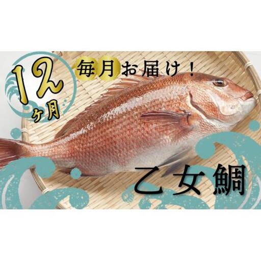 【 鯛 】 乙女鯛定期便 12ヶ月