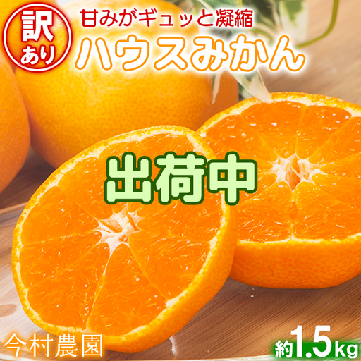 ハウスみかん (訳あり 優品) 約1.5kg【今村農園】 夏 果物 フルーツ 数量限定 期間限定 九州 大分県 ＜107-002＞