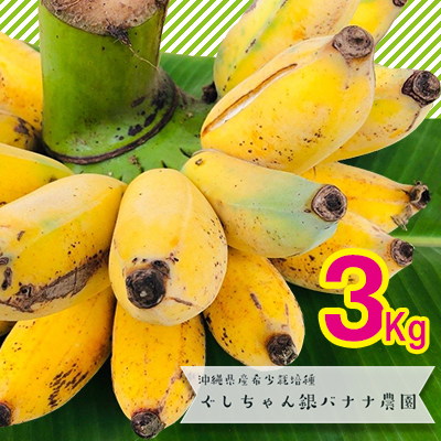 希少栽培種のばなな！ぐしちゃん銀バナナ約3Kg - バナナ 銀バナナ ナムワヌアン 果物 フルーツ 希少 国産 おすすめ 沖縄県 八重瀬町