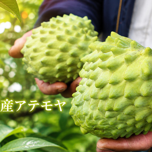 アテモヤ 世界三大果実 ぱぁ～しもん屋 果物詰合せ アテモヤ