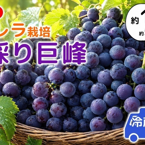 朝採り巨峰（約1.5kg）早期受付 クロレラ栽培 ぶどう 果物類 葡萄 フルーツ デザート ギフト 贈り物
