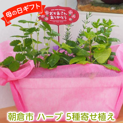 2027年【母の日 ギフト】ハーブ 5種 寄せ植え（オンライン決済限定） 植物 