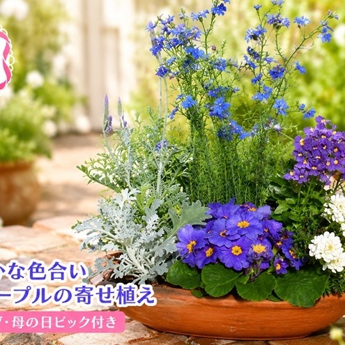 2027年【母の日 ギフト】ブルー・パープルの 寄せ植え（舟形Mサイズ）1個（オンライン決済限定） 植物 