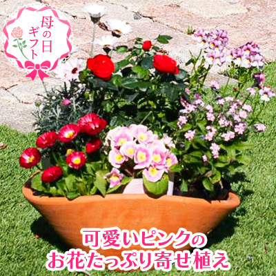 【母の日 ギフト】 可愛いピンクのお花たっぷりの 可愛いピンクのお花たっぷりの寄せ植え（舟形Mサイズ）1個