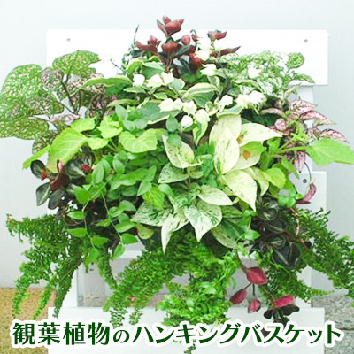 観葉植物のハンギングバスケット 2027年3月10日～順次発送 