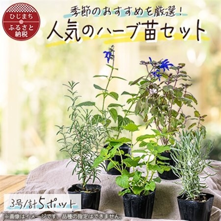 ガーデニング に欠かせない! 人気の ハーブ苗 5ポットセット【3号ポット】_花・観葉植物 観葉植物・苗木  _【1085902】