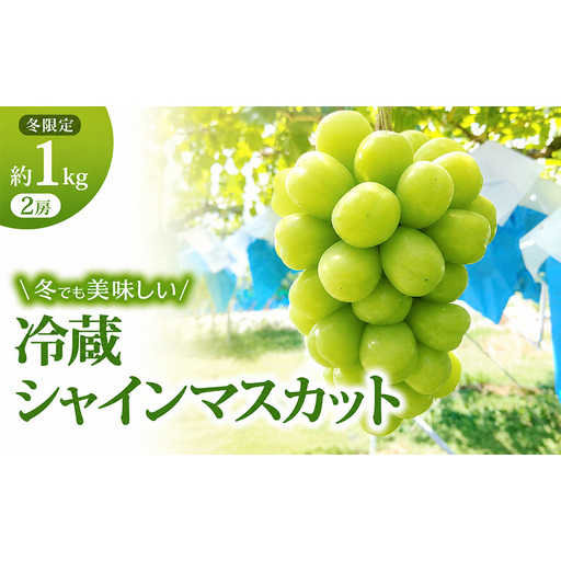 [11・12月発送]富山葡萄園の冷蔵シャインマスカット約1kg(2房) 果物類 ぶどう フルーツ ブドウ 果物