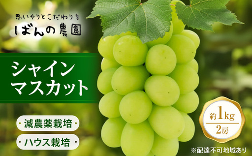 ぶどう 2026年 先行予約 シャインマスカット 約1kg 2房 減農薬／ハウス栽培 ブドウ 葡萄  岡山県産 国産 フルーツ 果物 ギフト ばんの農園 果物類 シャインマスカット 