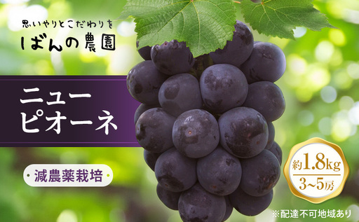 ぶどう 2026年 先行予約 ニューピオーネ 約1.8kg 3～5房 減農薬栽培 ブドウ 葡萄  岡山県産 国産 フルーツ 果物 ギフト ばんの農園 種なし 種無しぶどう 果物類 爽やか 酸味 コク 