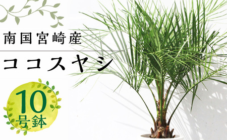 南国宮崎産 ココスヤシ 10号鉢 観葉植物 苗木 ヤシ | 宮崎県宮崎市