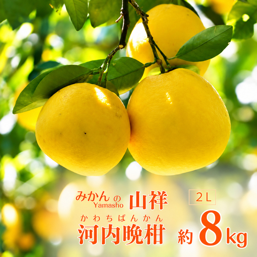 数量限定 先行予約 贈答用 河内晩柑 8kg （ 2L サイズ ） みかん 蜜柑 かわちばんかん 愛南ゴールド 果物 フルーツ 柑橘 ゼリー ジュース ギフト 贈答 プレゼント 贈り物 ビタミン 健康 美容 みかんの山祥 愛南町 愛媛県