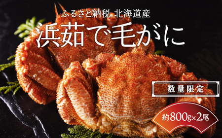[数量限定]北海道産 毛ガニ 浜茹で毛ガニ[約800g×2尾セット] [ ふるさと納税 人気 おすすめ ランキング 毛蟹 毛ガニ 毛がに かに味噌 カニみそ 浜茹で 北海道 網走市 送料無料 ]