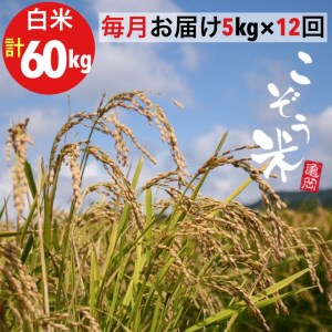 亀岡産きぬひかり こぞう米 5kg×12回定期便 米定期便
