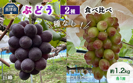 [早期予約]2種食べ比べ(巨峰・コトピー)約1.2kg|フルーツ 果物 ブドウ ※北海道・沖縄・離島への配送不可 ※2026年9月〜発送