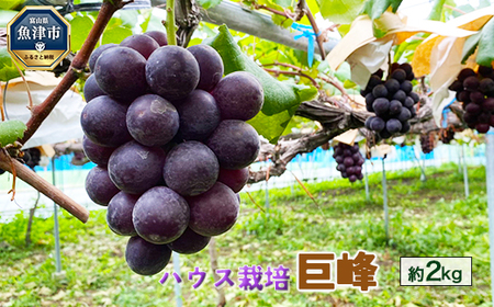 [早期予約]巨峰 約2kg(ハウス栽培)|フルーツ 果物 ブドウ ※北海道・沖縄・離島への配送不可 ※2026年9月〜発送
