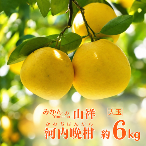 【数量限定】 贈答用 河内晩柑 大玉 6kg 2Lサイズ 以上 みかん 河内晩柑 みかんの山祥