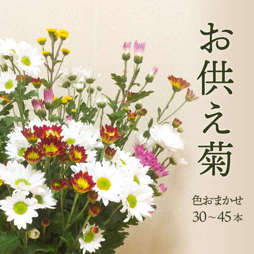 スプレー菊　花束（３０～４５本） Q2