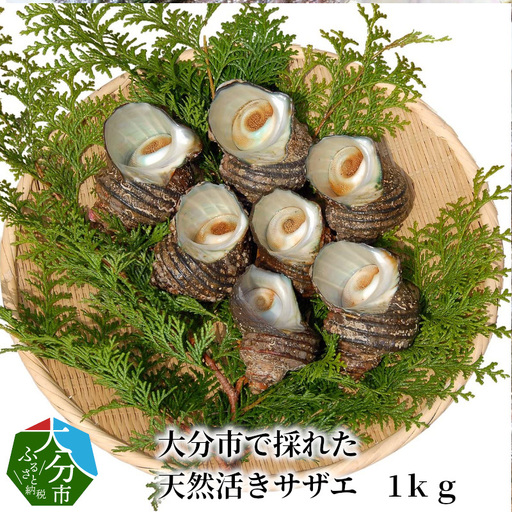 大分市で採れた　天然活きサザエ　1ｋｇ E12001