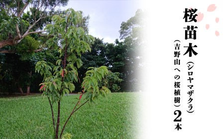 桜 シロヤマザクラ 苗木 2本 [BRBV002]
