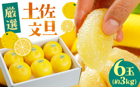 [先行予約] 厳選・温室土佐文旦 約3kg(6玉入り)[2026年12月初旬〜2027年1月末頃発送] / 文旦 温室土佐 3kg 6玉 柑橘 果物 フルーツ デザート 季節限定 期間限定 [L+武田青果] [ATIT006]