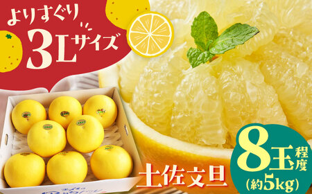 【先行予約】 よりすぐりの土佐文旦 約5kg（3Lサイズ 8玉程度）〈2027年2月初旬～2027年5月下旬頃発送〉 / 文旦 土佐文旦 5kg 3L 8玉 大玉 柑橘 果物 フルーツ デザート 季節限定 期間限定 【L＋武田青果】 [ATIT008]