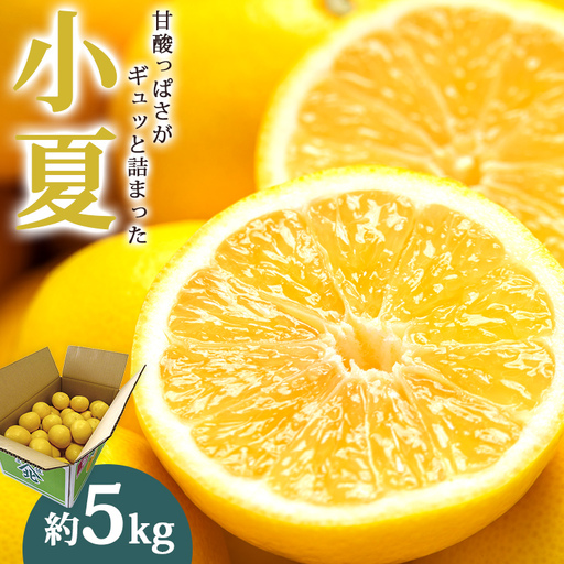 【2027年3月より順次配送】日向夏 小夏 5㎏（家庭用） 日向夏 高知県産 ku-0049