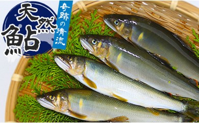 (2026年先行受付)高知県仁淀川の天然鮎(冷凍)約500g