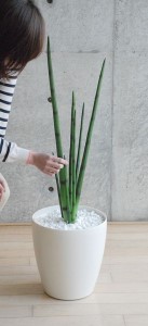 サンセベリア(造花)GW-702