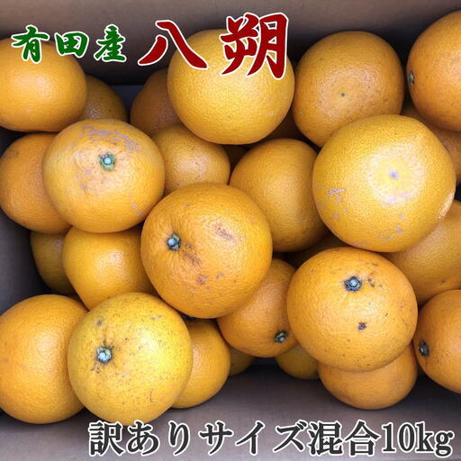 【手選果・訳あり】有田産の八朔10kg（サイズ混合）＜2027年1月下旬～2027年2月下旬頃に順次発送＞【tec847A】