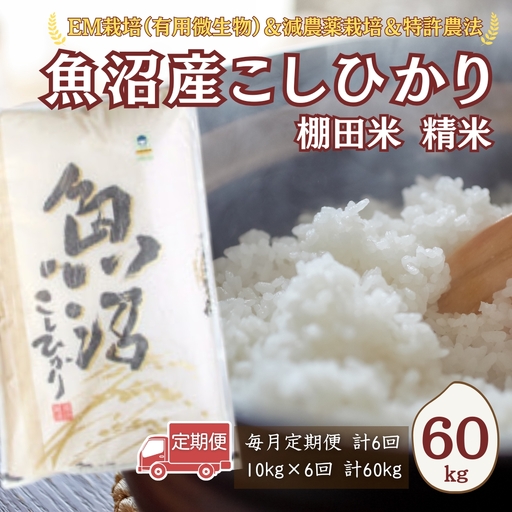 【令和8年 先行予約 定期便】魚沼産コシヒカリ棚田米 60kg  (10キロ×6回) 佐藤農場 | 新潟県 コシヒカリ おこめ