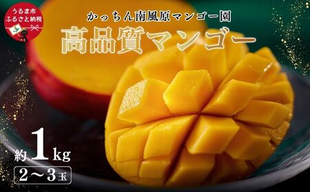 高品質マンゴー 秀品 約1kg(2〜3玉)[かっちん南風原マンゴー園][2027年発送]