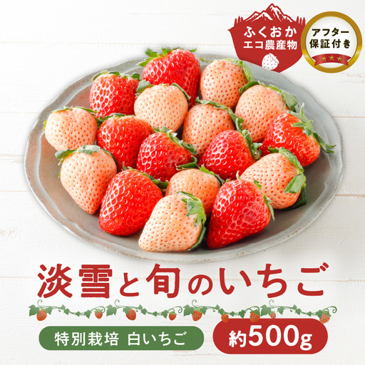 特別栽培 白いちご 淡雪と旬のいちご詰め合わせ紅白セット （ふくおかエコ農産物） 約500g_特別栽培 白いちご 旬 いちご 詰め合わせ 紅白セット 一箱2パック入り 約500g ふくおかエコ農産物 旬のいちご 食べ比べ ギフト 最適 久留米市内 生産 7品種 淡雪 あまおう 恋みのり かおりの 紅ほっぺ よつぼし あまえくぼ いちごきらり 福岡県 送料無料 〔Fi109〕
