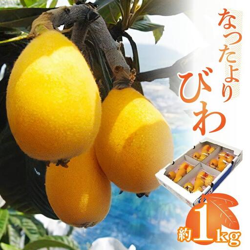 なつたよりびわ　約1kg (約250g×4パック)【2027-5月中旬～2027-6月中旬配送】