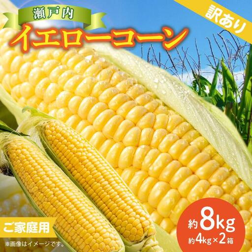 訳あり ご家庭用 瀬戸内イエローコーン 約8kg【2027-6月上旬～2027-7月中旬配送】| コーン