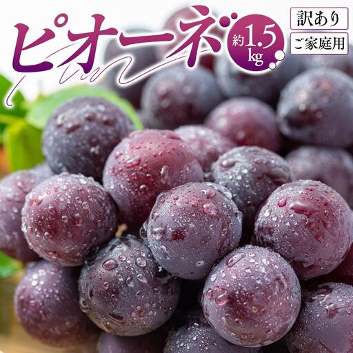 訳あり ご家庭用 ピオーネ 約1.5kg[2026-8月中旬〜2026-9月下旬配送]