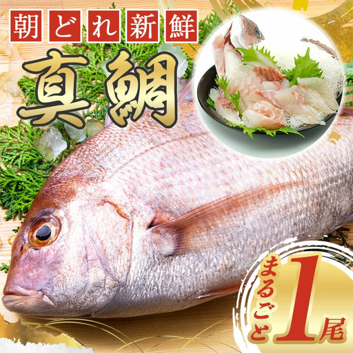 [ 鯛 ] 鯛まるごと 1匹 朝どれ 内蔵処理済み