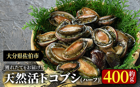 天然 トコブシ (約400g・ハーフサイズ) 魚介 貝 トコブシ とこぶし 網焼き バター焼き バーベキュー 獲れたて 冷蔵 海の直売所 大分県 佐伯市[AS107][海べ]