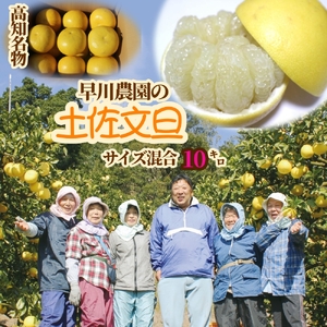 【令和９年２月中旬】早川農園の土佐文旦（10kg） 柑橘 フルーツ みかん ミカン 果物 果実 10キロ ザボン ぶんたん おやつ デザート 甘い 美味しい ギフト 名物 国産【R00579】